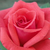 Roșu - Trandafir pentru straturi Grandiflora - Floribunda - Rosalynn Carter